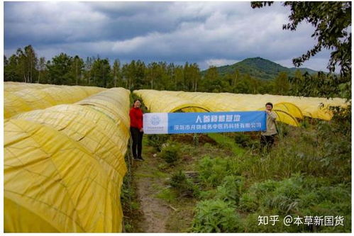 中國人參與韓國正官莊高麗參的差異與西洋參的比較