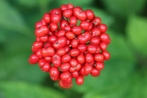 人參果不是人參的果實，別再傻傻分不清楚啦！