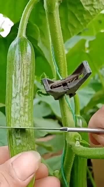 從人參果到黑參 看似高檔的養生食材，其實家庭養護很簡單